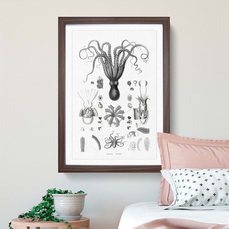 Octopus Illustrations by E.F. Jomard - Picture Frame Drawing Print, 36cm H x 27cm W x 2cm D, Walnut Framed