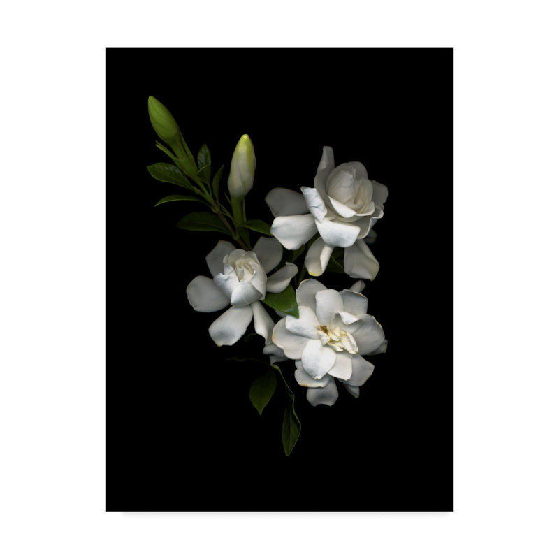 «Gardenia» par Dosta, impression sur toile tendue, H 19 po x l 14 po x P 2 po
