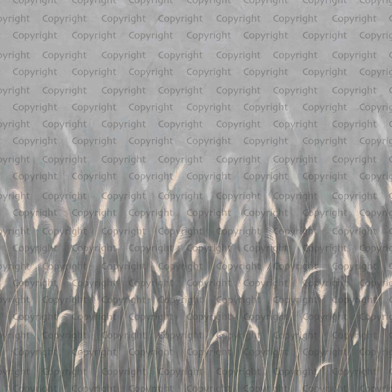 Papier peint Serene Reed Grass, Gris, L 110,04 po x l 204 po