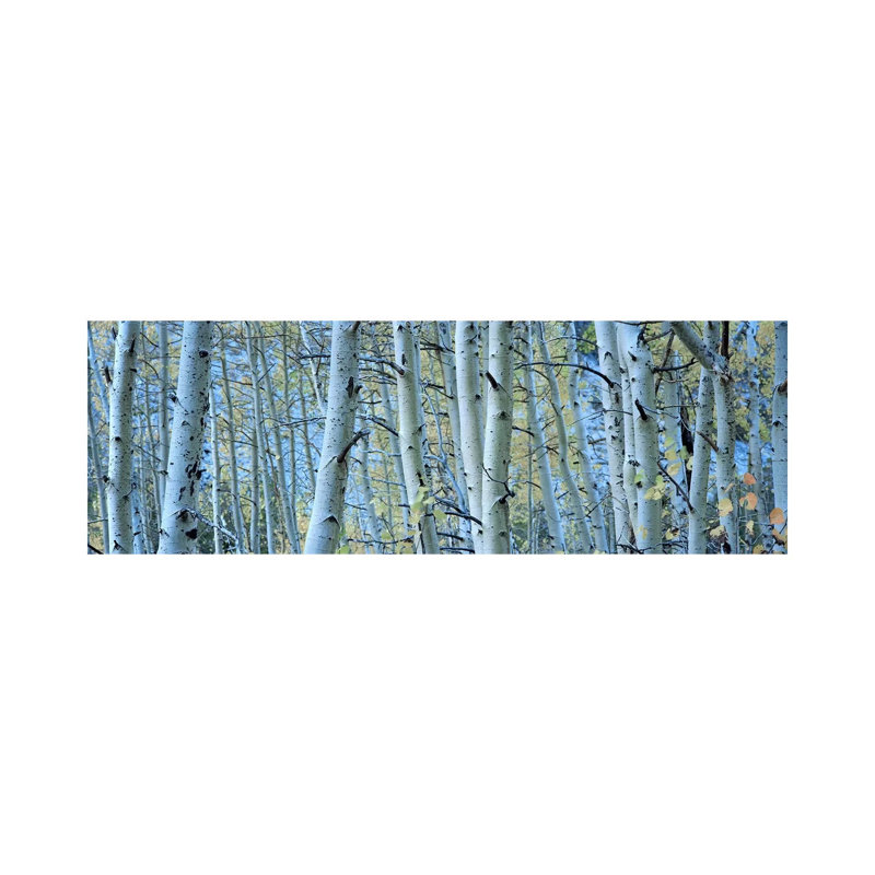 Aspen Trees In A Forest, Rock Creek Lake, California, USA #2 - Wrapped Canvas Panoramic Print