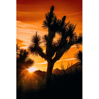 Vue de Joshua Tree V
