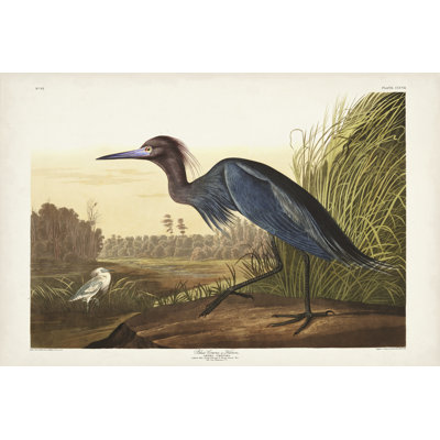 PL 307, grue bleue ou héron