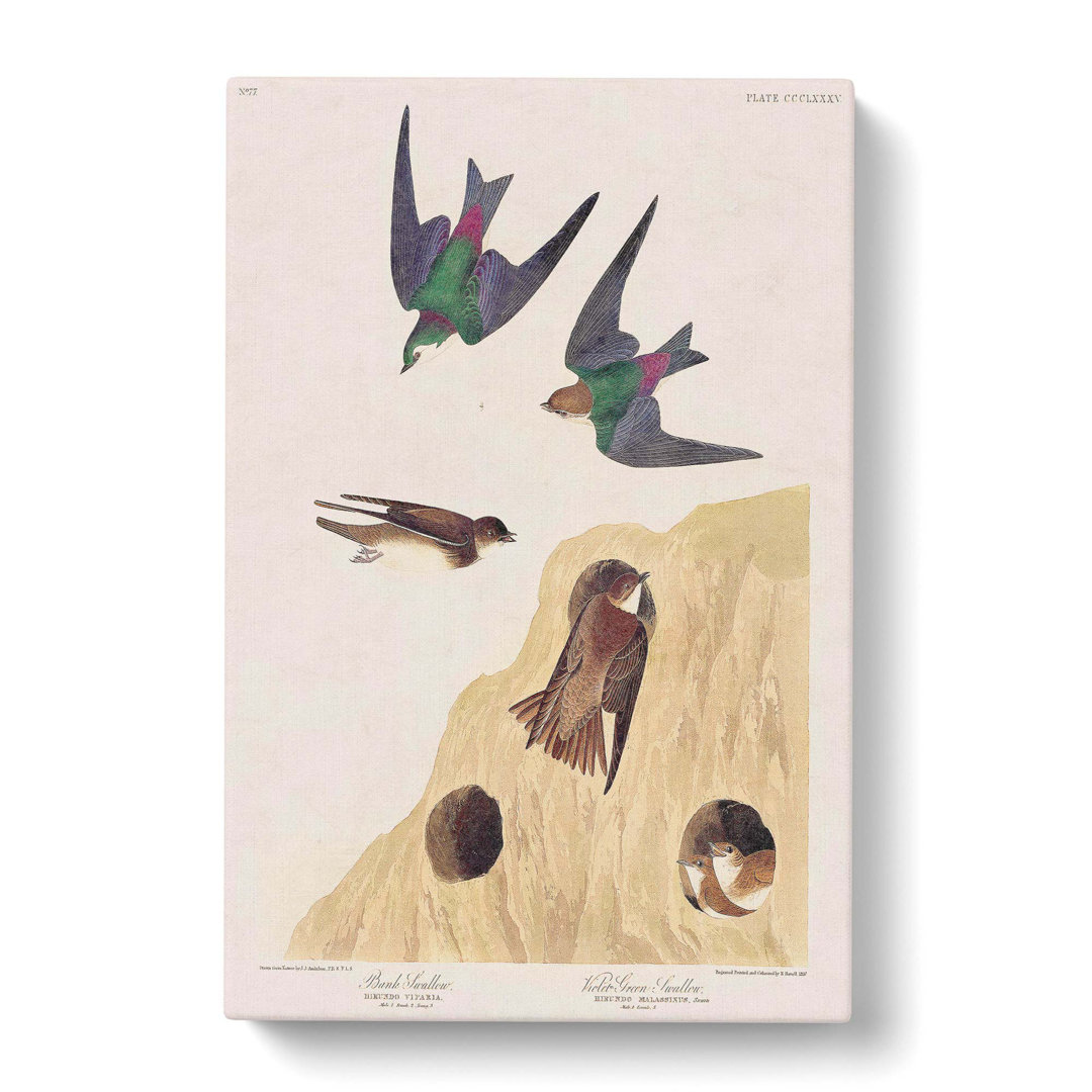 Swallow Birds by John Audubon - Wrapped Canvas