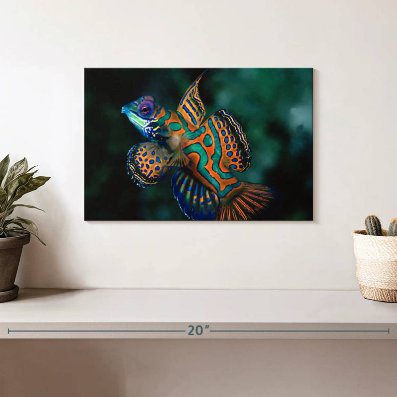 Brampt Mandarin Dragonet, 8" H x 12" W
