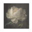 Blooming White Peony VI - Art mural pivoine-281852010-276672870-317025637