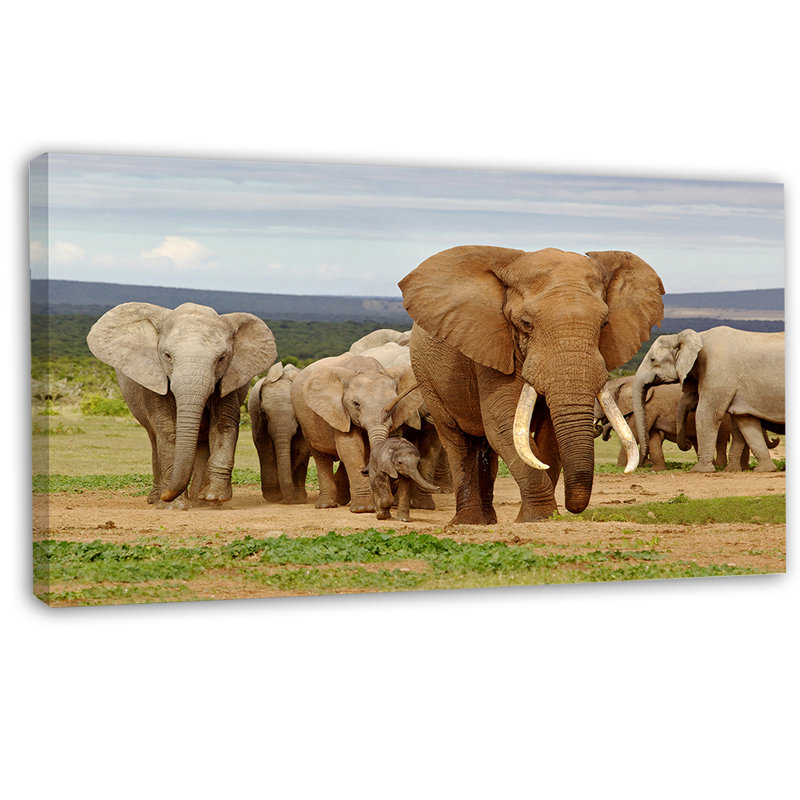 « large cheptel éléphant en afrique », reproduction de photo sur toile tendue, H 16 po x l 32 po