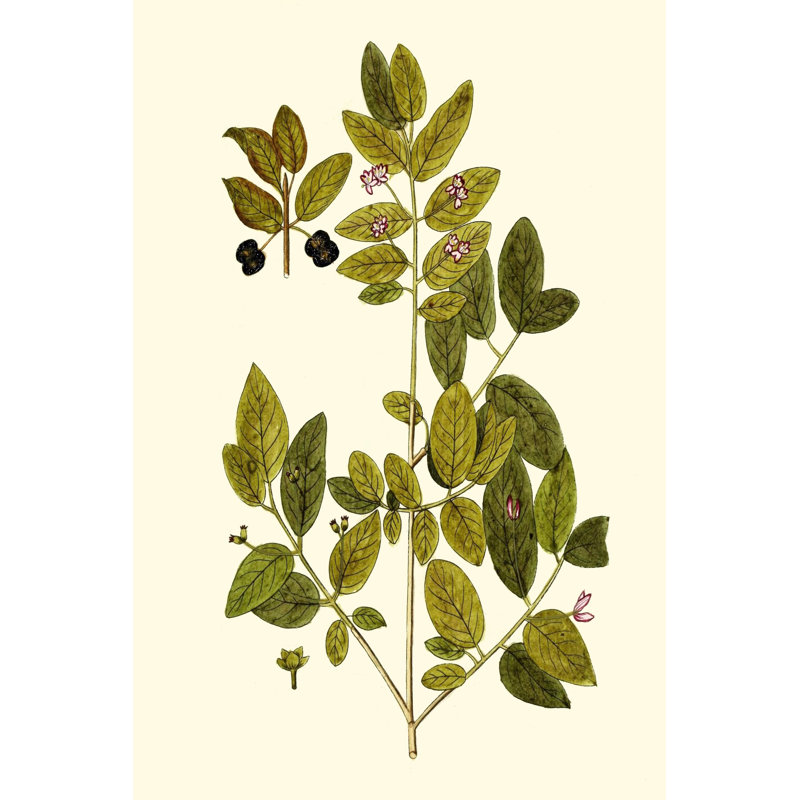 Olive Greenery VII - Wrapped Canvas Painting, 76cm H x 51cm W