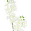 Tige d'orchidée Cattleya-97749853