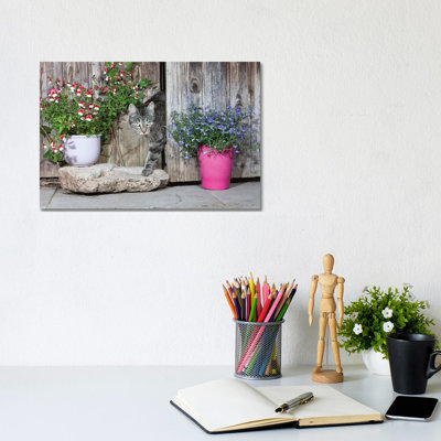 Domestic Cat Female Tabby Emerging From Shed, Lower Saxony, Germany by Duncan Usher - Wrapped Canvas Print