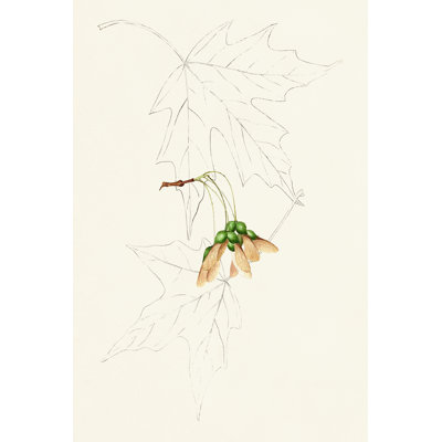 Leaf Sketches IV - Graphic Art Print