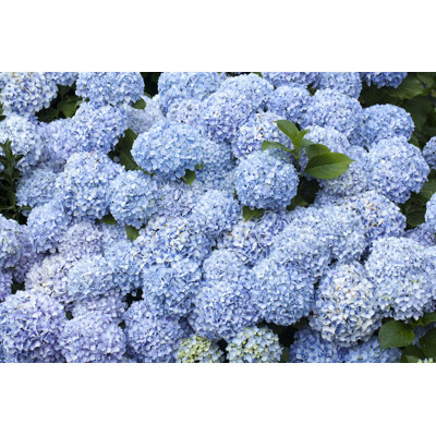 Blue Hydrangeas in The Sunlight by Mercedes Rancaã±O Otero