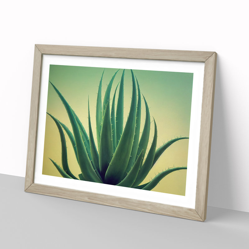 Showstopping Aloe Vera Plant - Framed Print, 46cm H x 64cm W x 2cm D, Oak
