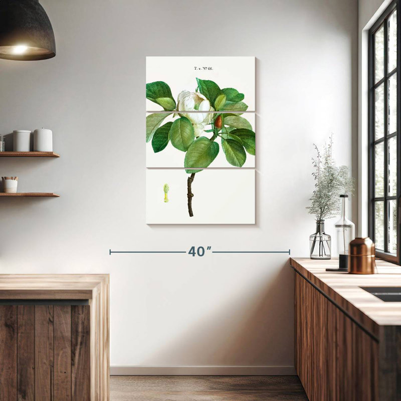 Harnek Magnolia Glauca, H 38 po x l 24 po