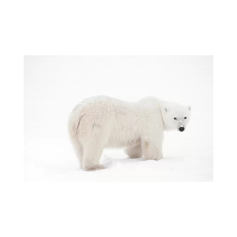 Canada, Manitoba, Churchill. Polar Bear On Frozen Tundra by Jaynes Gallery - Wrapped Canvas Print, 30.48 cm H x 45.72 cm W
