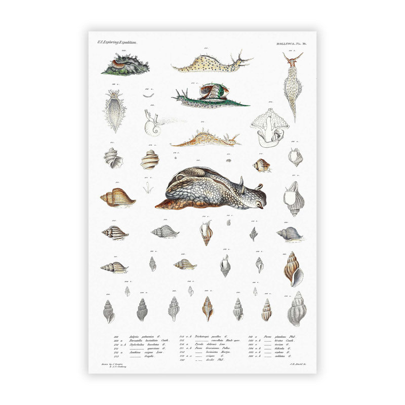 Snail Shells & Slugs by A.A. Gould - No Frame Painting, 29.7 cm H x 21 cm W