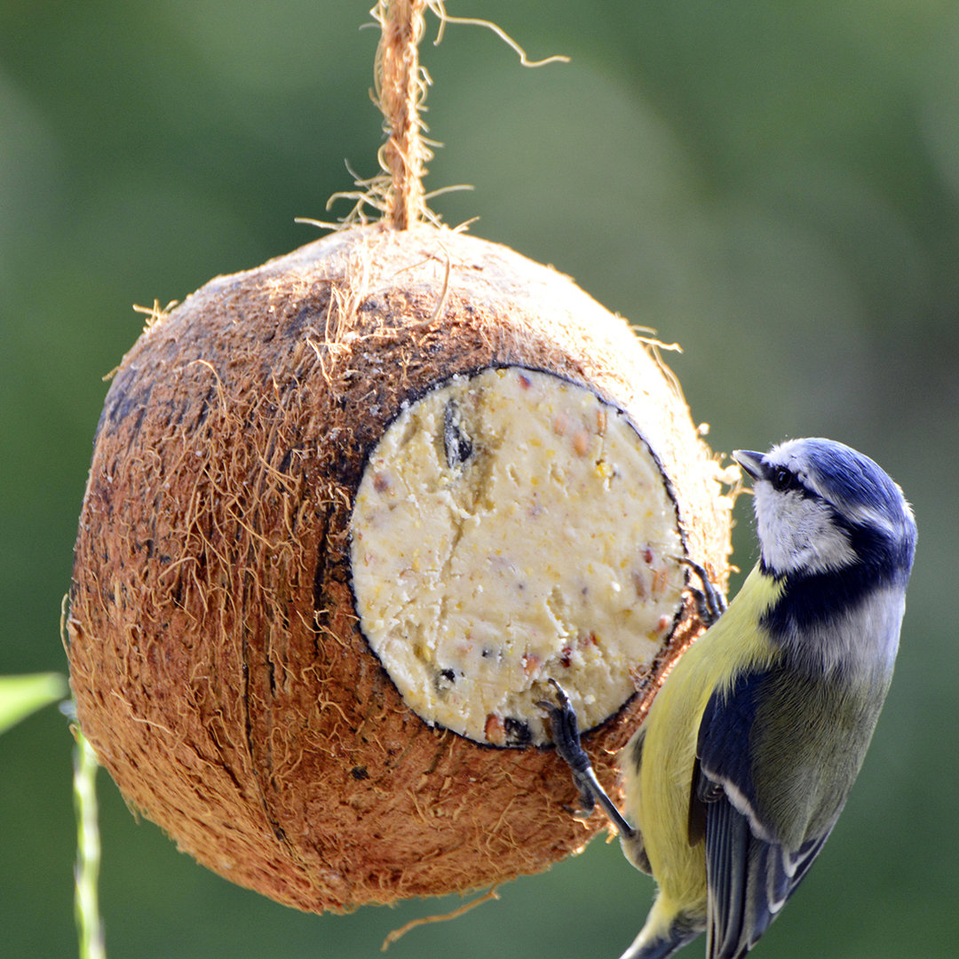 Vogelfutter-Mix zum Aufhängen, gefüllte Kokosnüsse und Pinienzapfen, 6-teiliges Fettfutter-Set