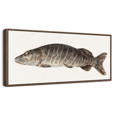 Brochet