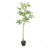 ARTIFICIAL PACHIRA MACROCARPA