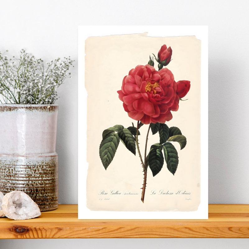 «Red Botanical III Elegant Realistic Vintage Rose Flower Nature», art mural, H 18 po x l 12 po