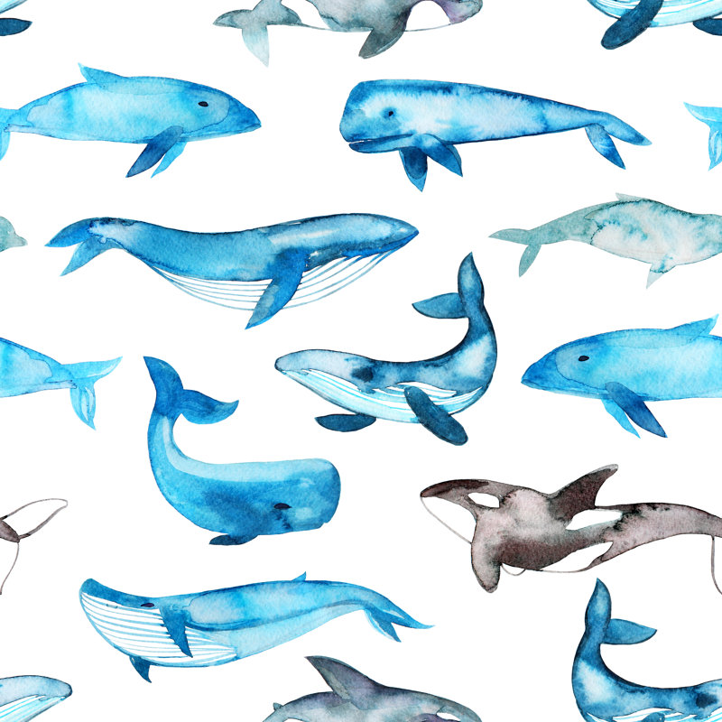 Hand Drawn Whales by Asya_Mix - Wrapped Canvas Print, 30cm H x 30cm W x 3.8cm D