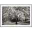 Small Kingdoms 1 Print by Ralph Mercer-1088850377