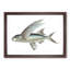 Flying Fish by George Shaw - Framed Print-55621083-55621082