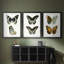 Papillons bleus antiques I - reproduction encadrée sur mesure de qualité supérieure mate - 3 pièces-701876152-701876155