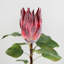 Protea Faux Floral-386055585