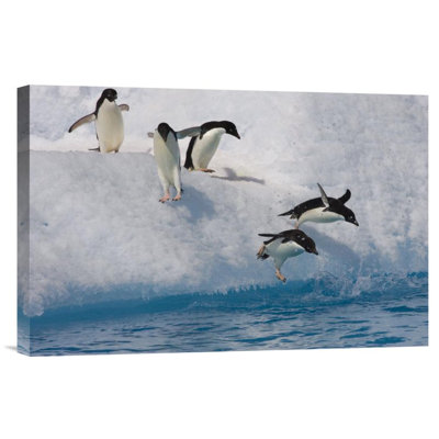 " Adelie Penguin Group Jumping And Diving Off Iceberg Into Cold Water "