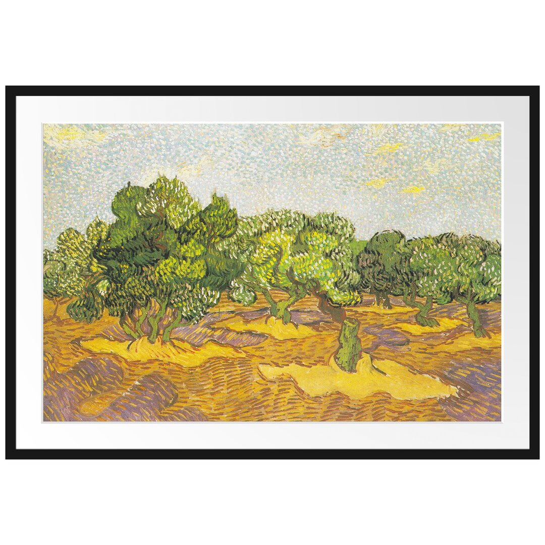 Gerahmter Kunstdruck Olive Trees II von Vincent Van Gogh