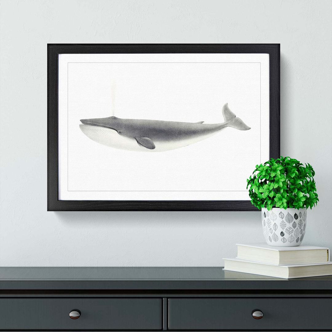 Blue Whale by C.M. Scammon - Framed Print