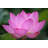 Pink Backlit Lotus by Narcisa - Wrapped Canvas Print-1312068825