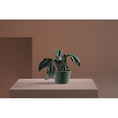 Oreille d'éléphant Mini Vert