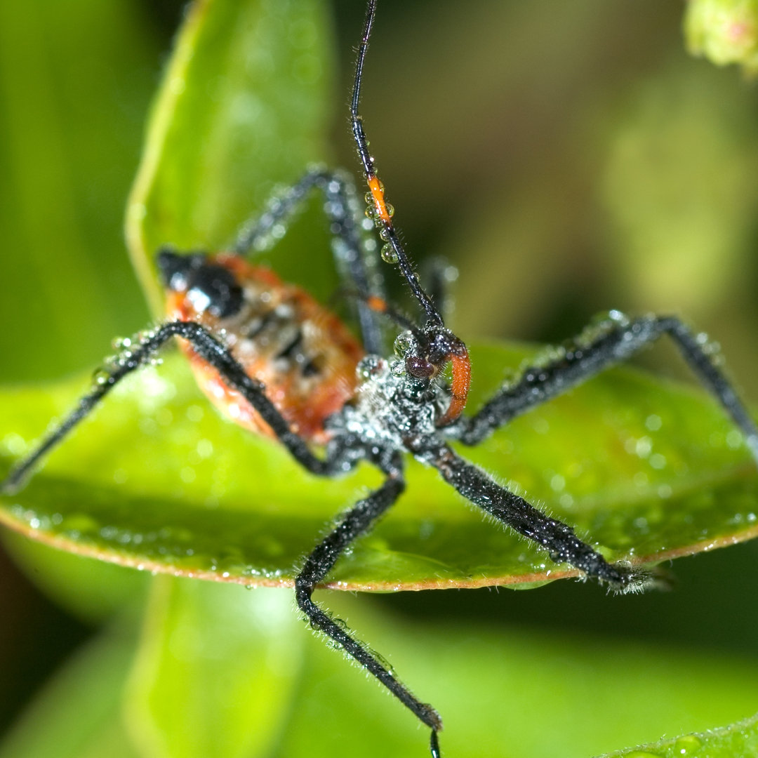 Brunilda Assassin Bug - Leinwandfoto im Wickel