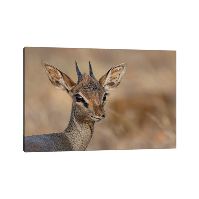 «Dikdik Kenya» par Mogens Trolle - photographie sur toile tendue