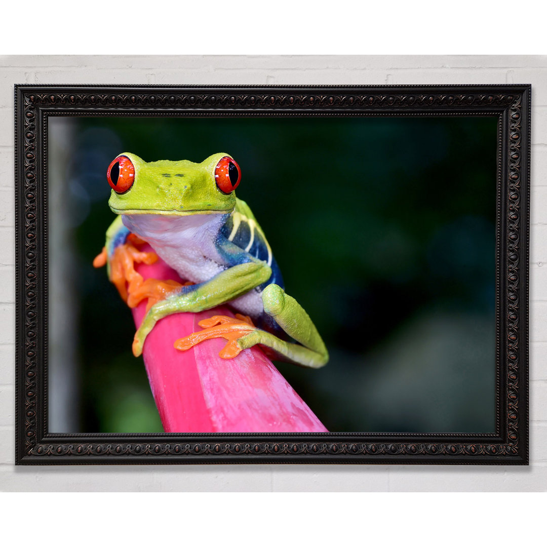 Here's Looking At You Frog - Einzelner Bilderrahmen Kunstdrucke