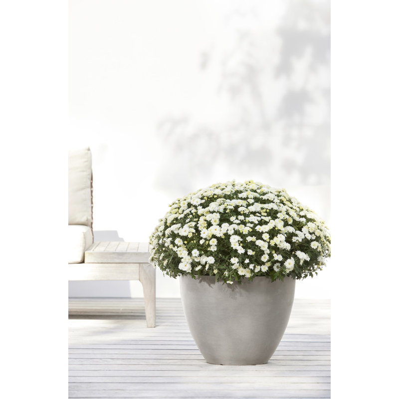 Ecopots Antwerp Indoor/Outdoor Modern Recycled Plastic Flower Pot Planter, 12" H x 16" W x 16" D, Taupe
