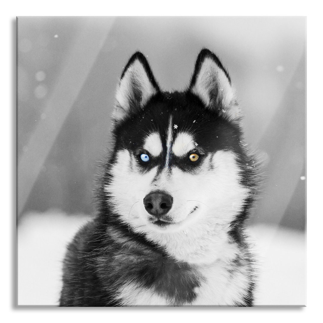 Glasbild Husky mit verschiedenen Augenfarben