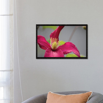 Pink Clematis by Savanah Plank - Gallery-Wrapped Canvas Giclée on Canvas