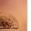 «Golden Retriever in the Sunset», reproduction d'impression sur toile tendue-31383367