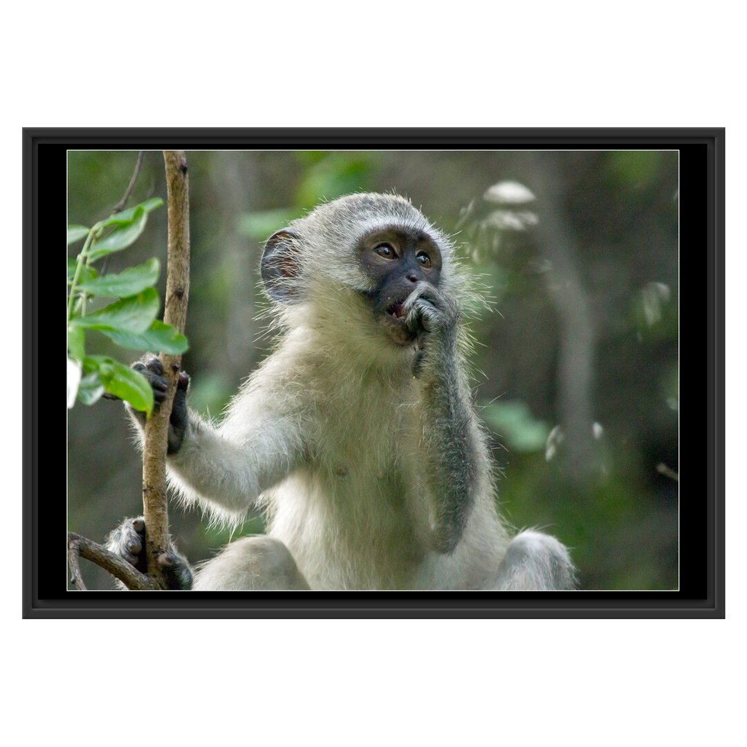 Junger Affe auf einem Baum Gerahmter fotografischer Kunstdruck