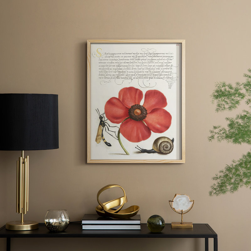 Reproduction encadrée Hoefnagel Tropical, Naturel, H 11 po x l 9 po