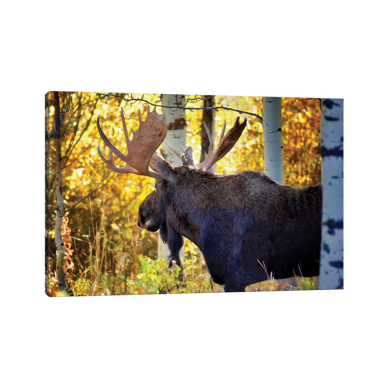 Teton Moose 1 Piece Wrapped Canvas Wall Art, 30.48 cm H x 45.72 cm W