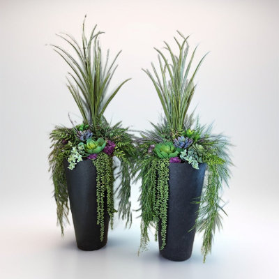 Plante grasse mauve en pot