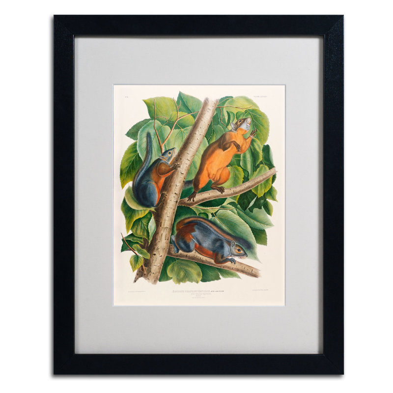 «Red-Bellied Squirrel» par John James Audubon - reproduction d'art sur toile, H 20 po x l 16 po x P 0,5 po, Noir