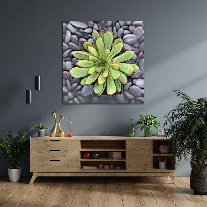 " Echeveria Spruce Oliver ", 12" H x 12" W x 1.5" D