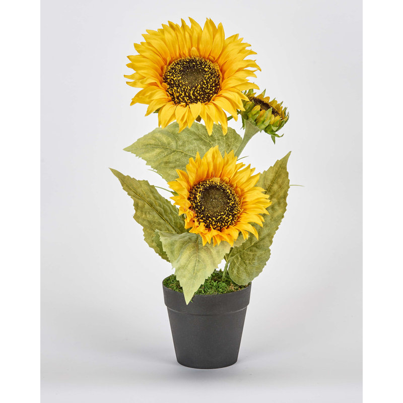 Plante à fleurs avec 3 têtes de tournesol en pot