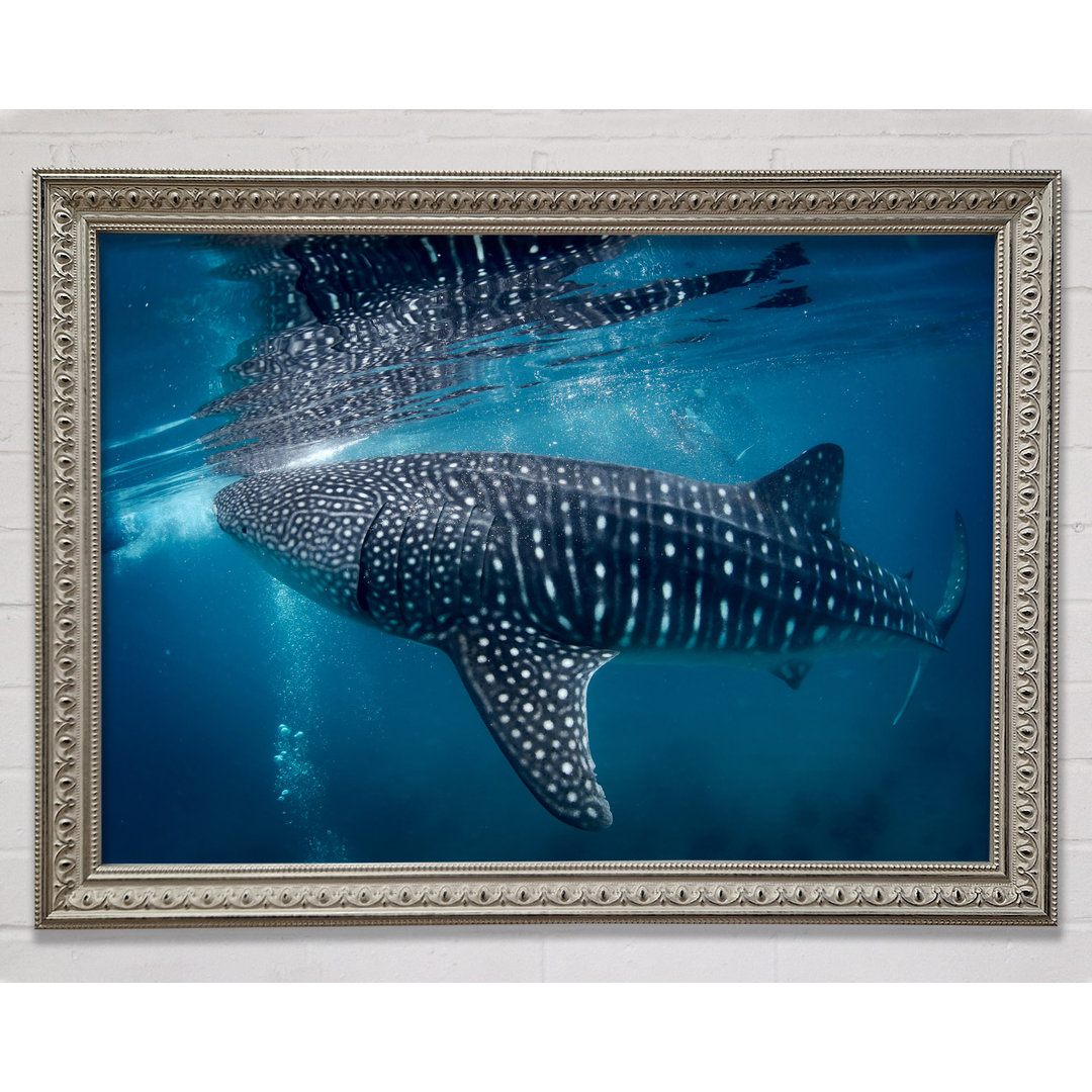 Gerahmtes Leinwandbild Spotted Whale Shark