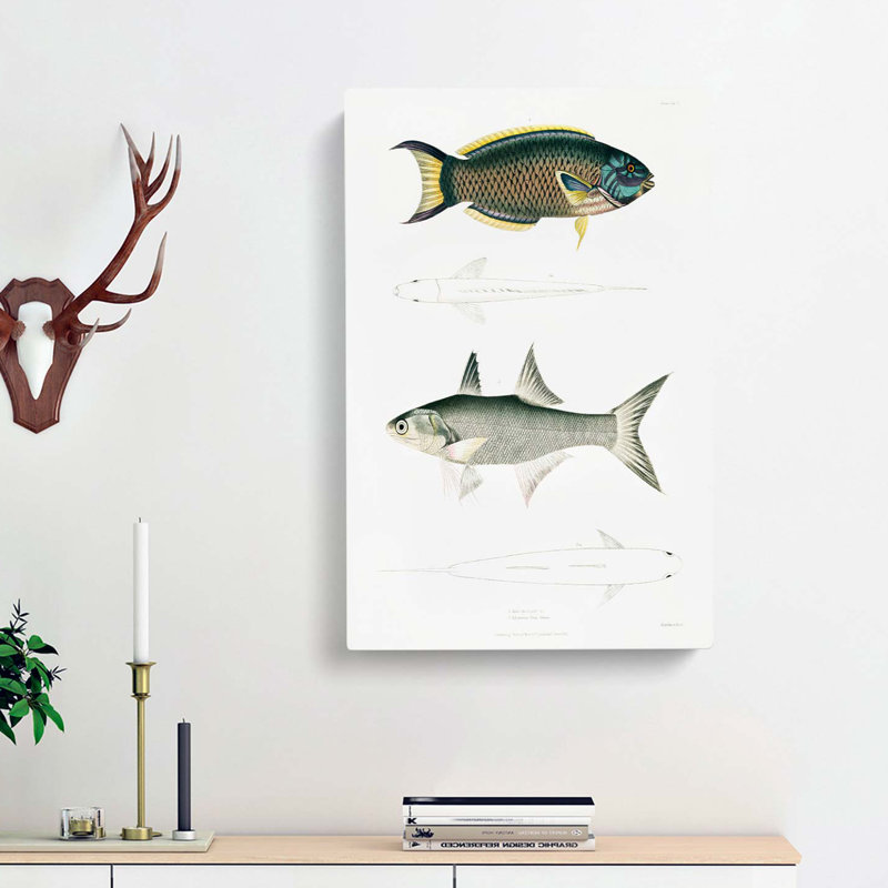 Illustrations of Fish by John Edward Gray - Wrapped Canvas Painting Print, 50cm H x 35cm W x 3cm D