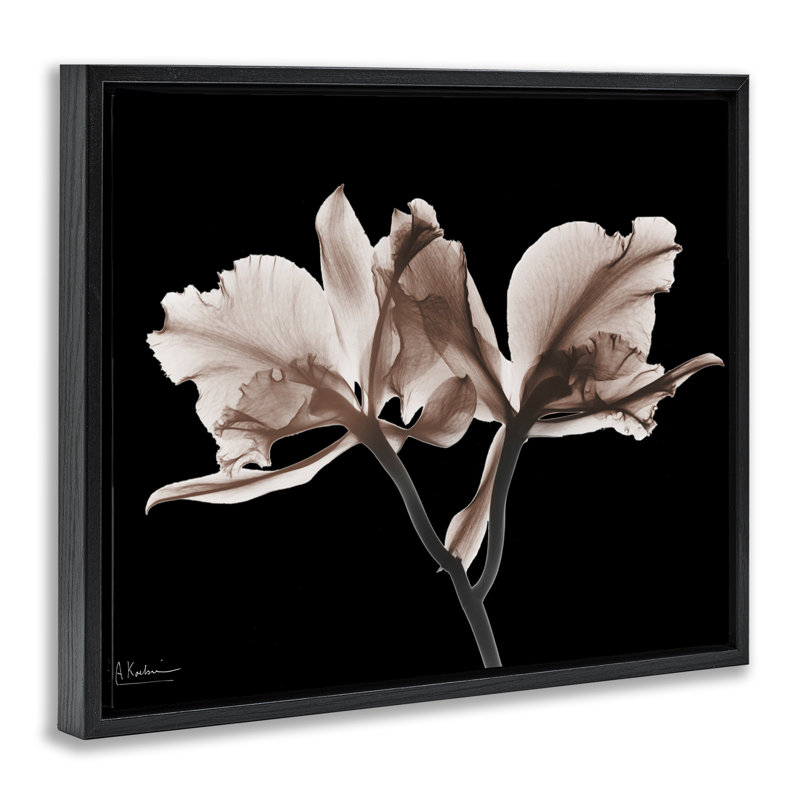 Orchidées moka sur toile flottante encadrée, conception par Albert Koetsier, Cadre flottant noir de jais, H 17 po x l 21 po